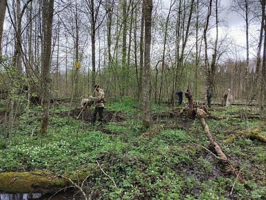 Юрьевецкие поисковики подняли останки красноармейца в Новгородской области